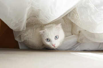 White scottish fold kitten with blue eyes in natural window light