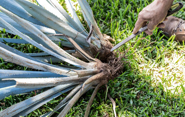 Tequila and Mezcal  production factory distillery