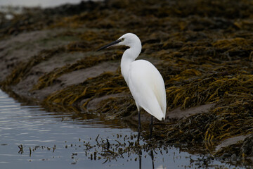 Little egret, Egretta garzetta
