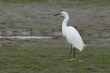 Little egret, Egretta garzetta