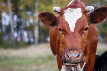 Head of a red cow close-up on a background of greenery