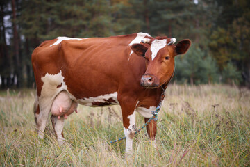 Red and white cow grazing on a background of greenery