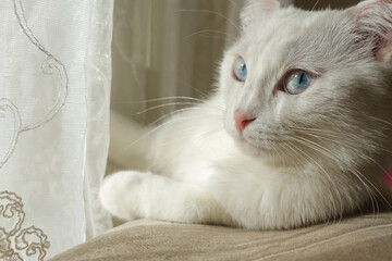 White scottish fold kitten with blue eyes in natural window light