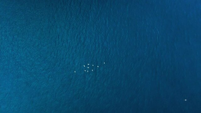 gaviotas nadando drone