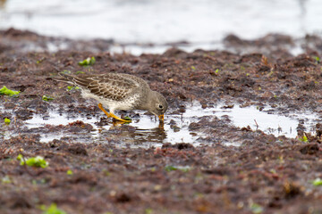 Purple sandpiper, Calidris maritima
