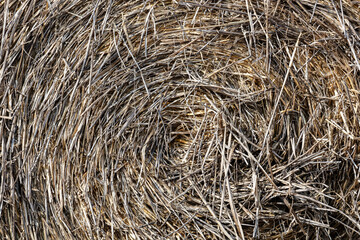 Straw bale surface texture. Abstract plant backdrop. Natural effect pattern. Textured agriculture theme.
