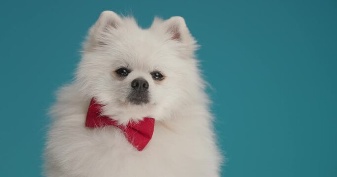cute little pomeranian dog looking away, dreaming about something and wearing a red bowtie