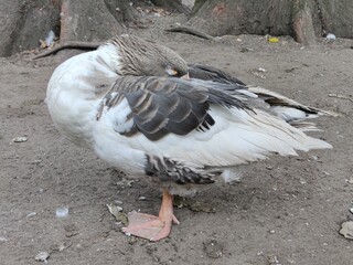 Obraz premium two ducks on the beach