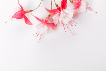 Autumn flowers composition. Frame made of pink fuchsia flowers on white background. Flat lay