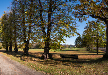 Landscape with trees on the island Drottningholm an colorful autumn day in Stockholm,
