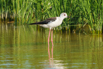 Black winged stilt (Himantopus himantopus)  standing in shallow water.