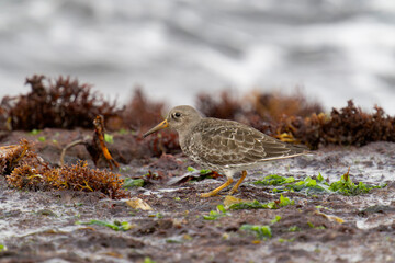 Purple sandpiper, Calidris maritima
