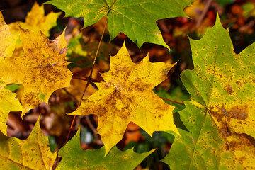Yellow leave surrounded by green leaves on a branch. Autumn nature background
