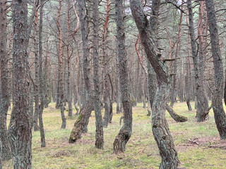 trees in the forest