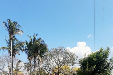 Obraz premium sky and trees