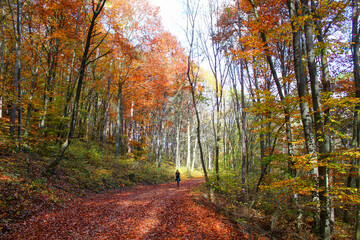 Hiking in an autumn forest. Tourist woman walking in woodland footpath at fall season. Autumn Nature Background.