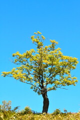 Fototapeta na wymiar tree in summer day