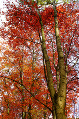 Beautiful tree with red leaves in an autumn forest. Autumn Nature Background.