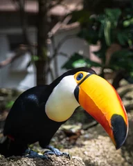 Papier Peint photo autocollant Toucan toucan in the jungle