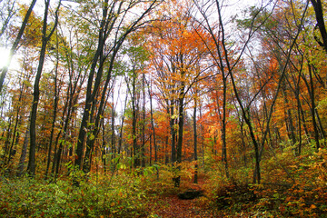 Beautiful hiking path in a wonderful autumn forest. Autumn Nature Background.