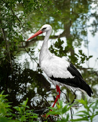 white stork