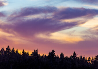 Pastel sunrise sky over ocean and trees