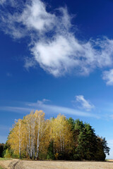 Sunny day in October. Golden autumn. Bright birch trees against the blue sky. Vertical shot.