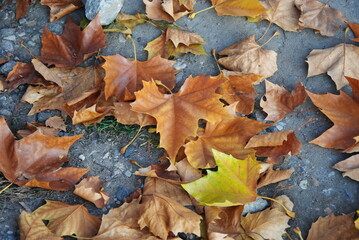 Background group autumn orange leaves. Outdoor. figurines of autumn leaves . background with autumn colors. SUN. autumn orange color palette items on orange background autumn tones