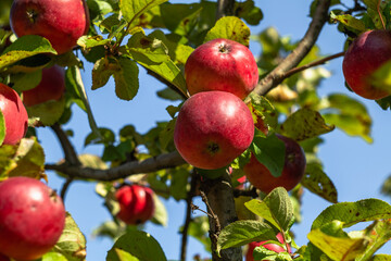 Juicy red apples on an apple tree with a blurred background. Autumn harvest.