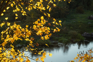 A tree with autumn yellow leaves on the river bank. Autumn landscape.