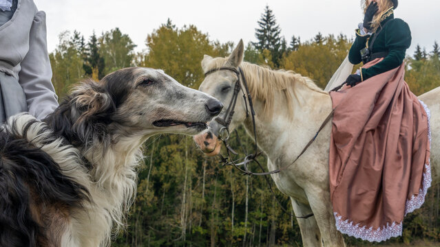 Beautiful russian borzoi or greyhound dogs with horse. Close-up view of dogs and hotse heads. Animal concept.