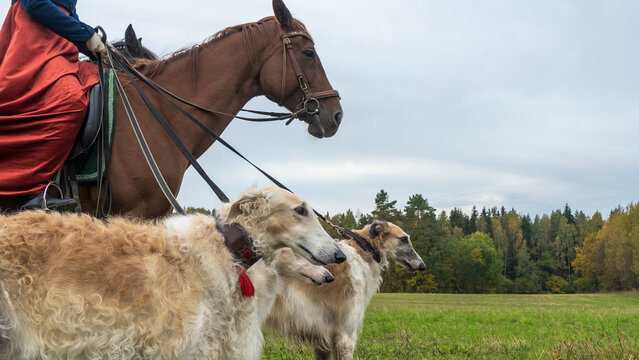 Beautiful russian borzoi or greyhound dogs with horse. Close-up view of dogs and hotse heads. Animal concept.