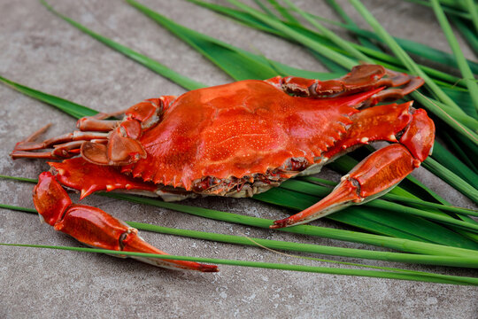 Boiled red crab on grey background. Seafood.