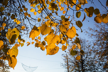 Yellow autumn leaves against the background of a clear blue sky.