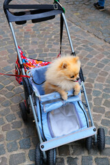 chihuahua puppy in the cart