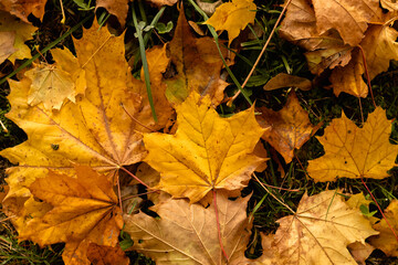 Naklejka na ściany i meble Fallen dry yellow maple leaves in a city park.