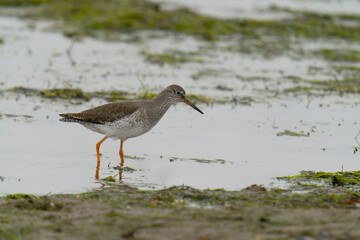 Redshank, Tringa totanus,