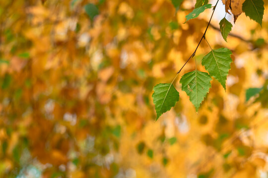 Green birch leaves on a blurred yellow background in autumn.