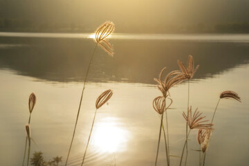 Landscape sunrise flower and mountain, Reflex of mountain with water.