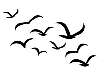 Silhouettes of groups of  birds on white. Vector