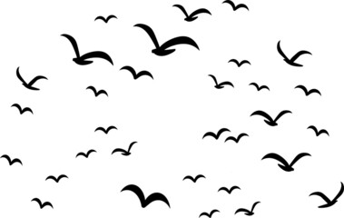 Silhouettes of groups of  birds on white. Vector
