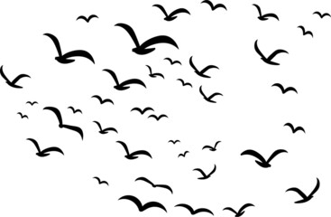 Silhouettes of groups of  birds on white. Vector