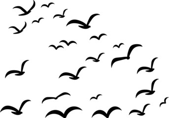 Silhouettes of groups of  birds on white. Vector
