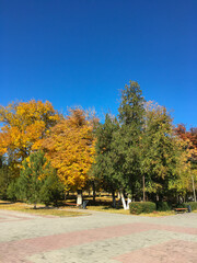 autumn trees with gold, yellow, red leaves in the park for design
