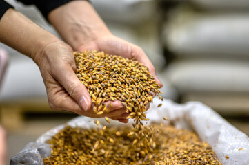 Two palms filled with wheat malt. Ingredient for brewing