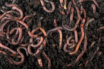 Group of earthworms in black soil as background. Gardening concept. Garden compost and worms.