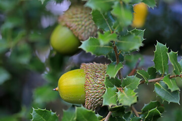Acorns among green leaves in the forest.