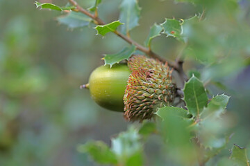 Acorns among green leaves in the forest.