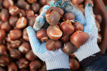Red Dutch tulip bulbs