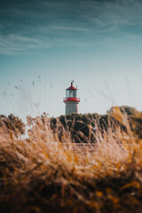 A golden autumn coastline view with brown grass and a red brick lighthouse at the shore line on a...